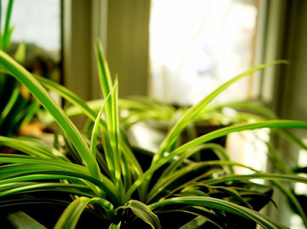 植物除甲醛之长春藤