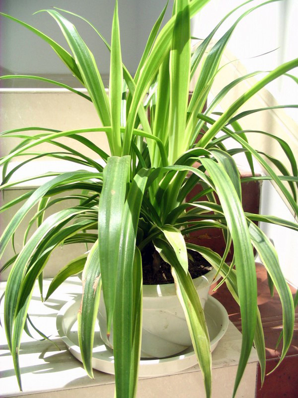 植物除甲醛之龙舌兰