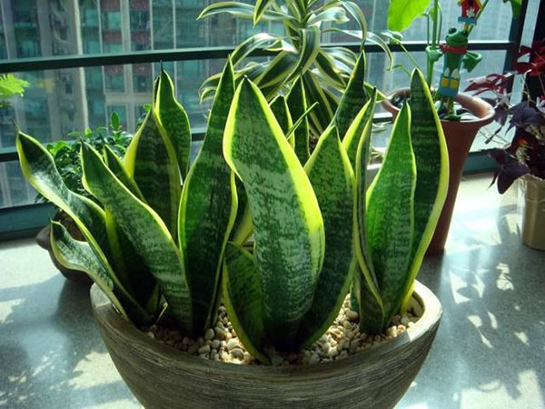 去除甲醛的植物都有哪些