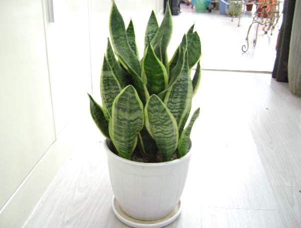 2018去甲醛的植物有哪些