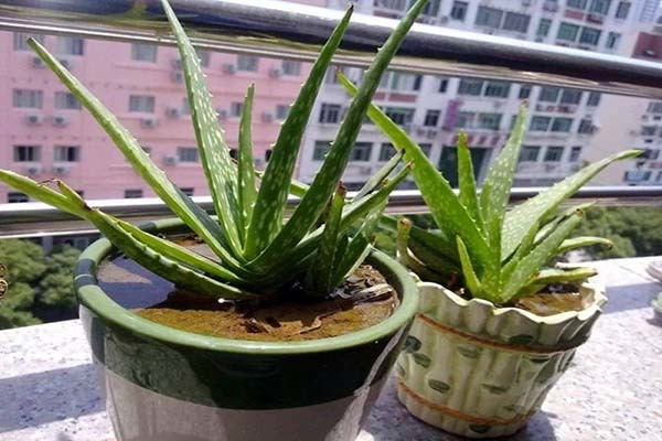 除甲醛*有效的植物