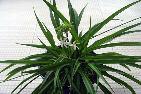 除甲醛植物前十名花名