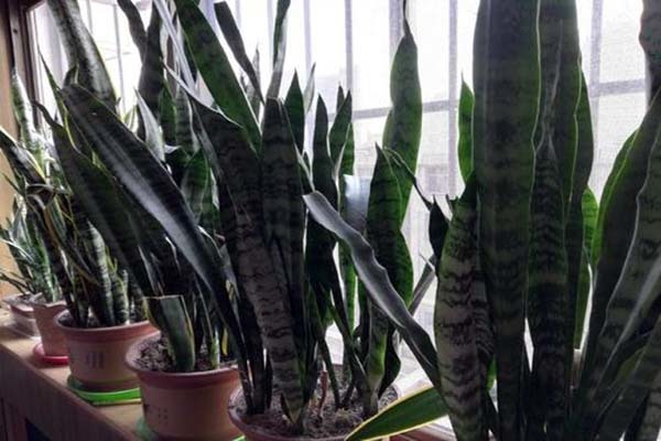 除甲醛植物有哪些大叶植物